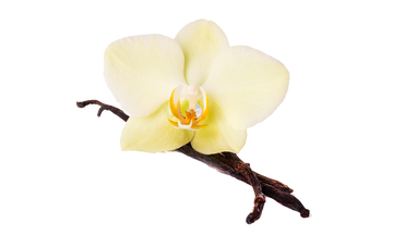 vanilla bean and flower