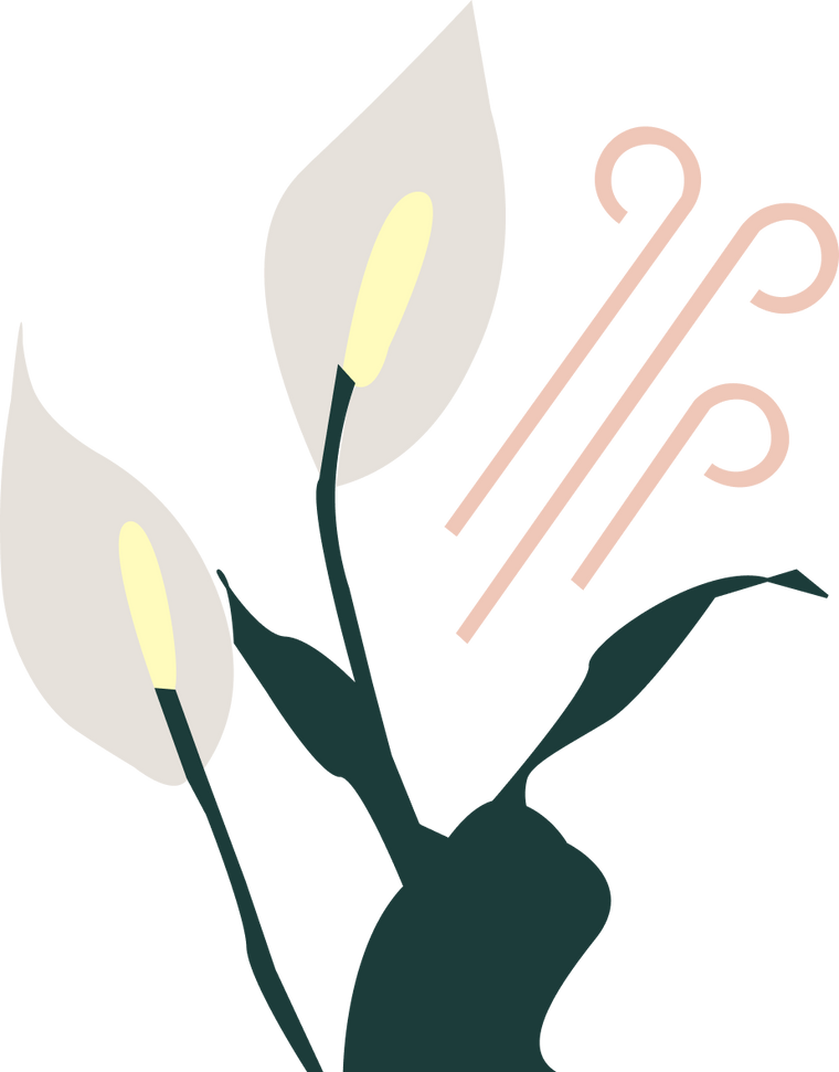 Low Light Duo Houseplants by Post Bundle of Indoor Plants Leaf Envy