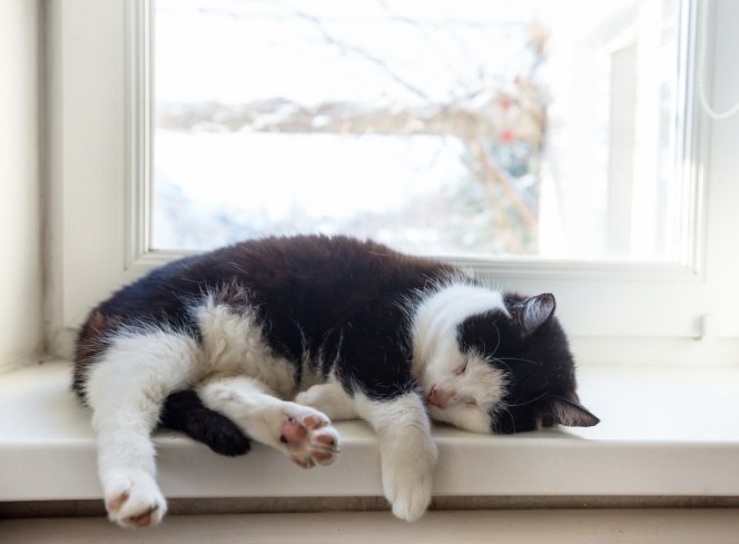 Do Cats Snore? Understanding Snoring in Cats