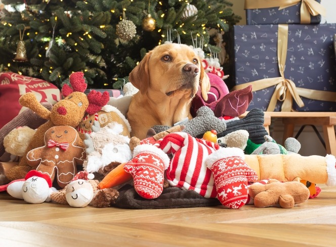 Make an Advent Calendar for Your Dog This Christmas