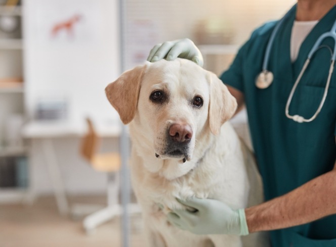 Diabetes in Dogs: Understanding, Recognising, and Managing the Condition