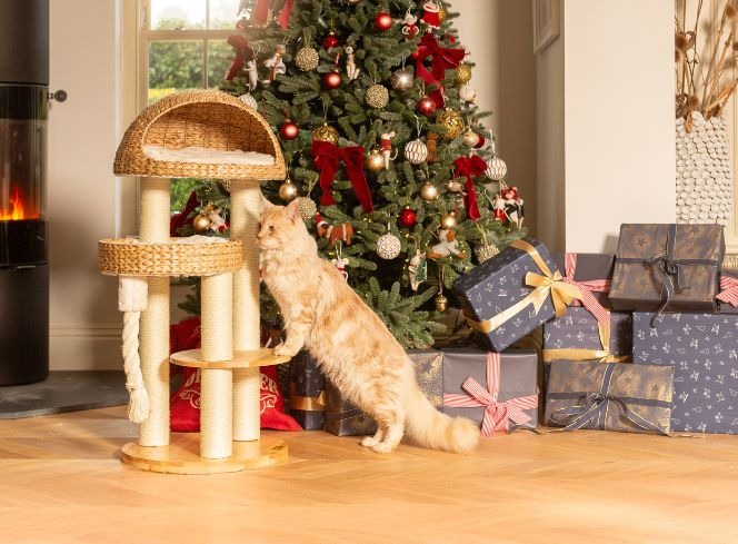 What Are You Getting Your Cat for Christmas?