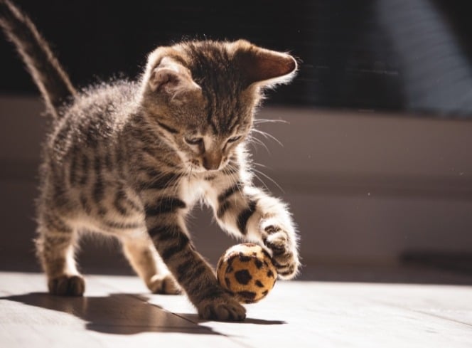 How to Entertain Your Indoor Cat: Top Tips and Toys
