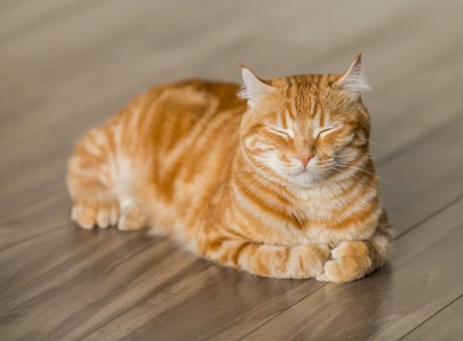 What Is the Healthy Weight for a Cat?