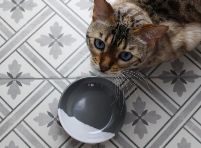 What is a Healthy Diet for Cats?
