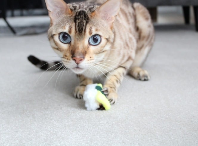 The Best Cat Toys for Felines