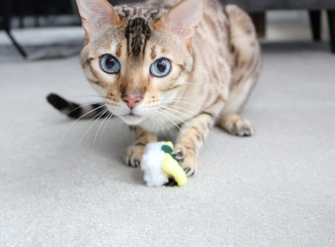 Why Cats Carry Toys And Meow: Unraveling Feline Secrets