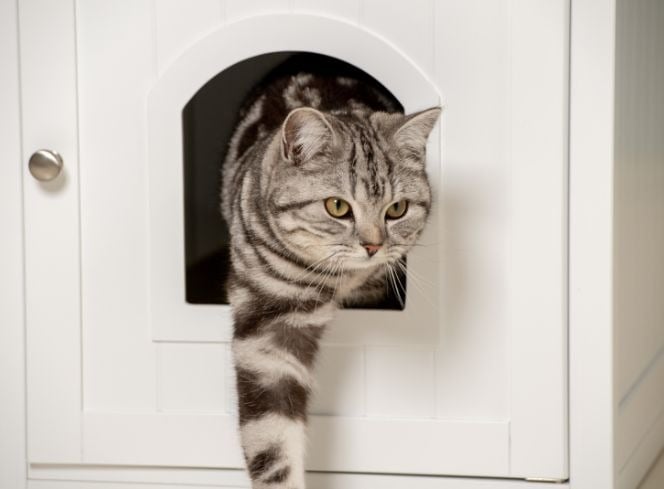 What Are the Most Popular Cat Breeds in the UK?