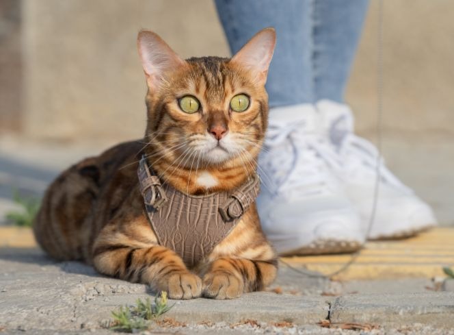 How to Harness Train a Cat: A Step-by-Step Guide