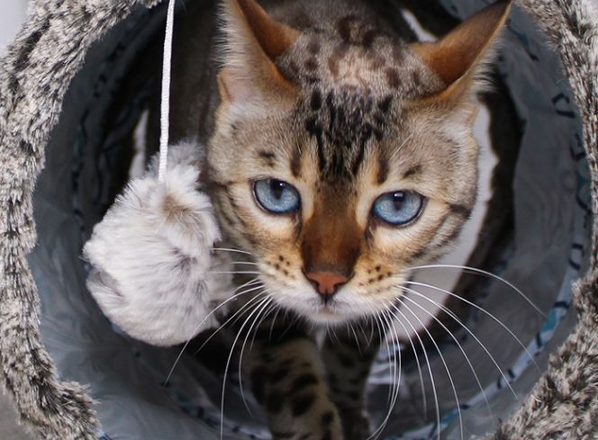 Why Do Cats Have Whiskers?