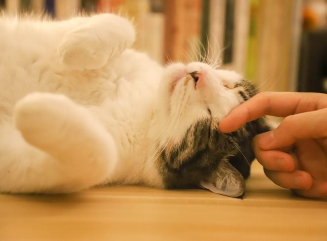 Why Do Cats Purr?