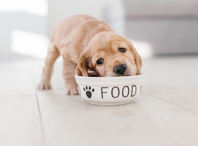 Choosing The Right Food For Your Puppy