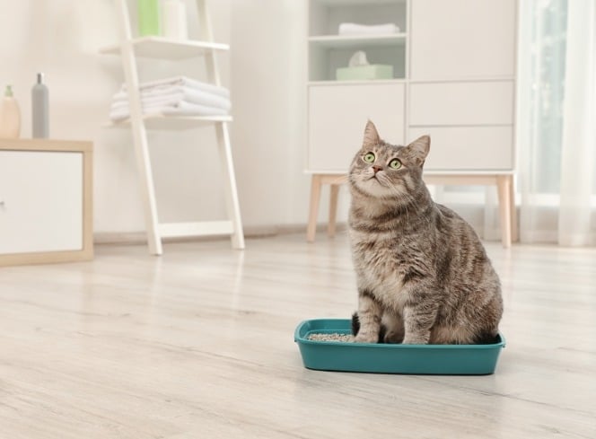 How to Train Your Cat to Use the Litter Tray