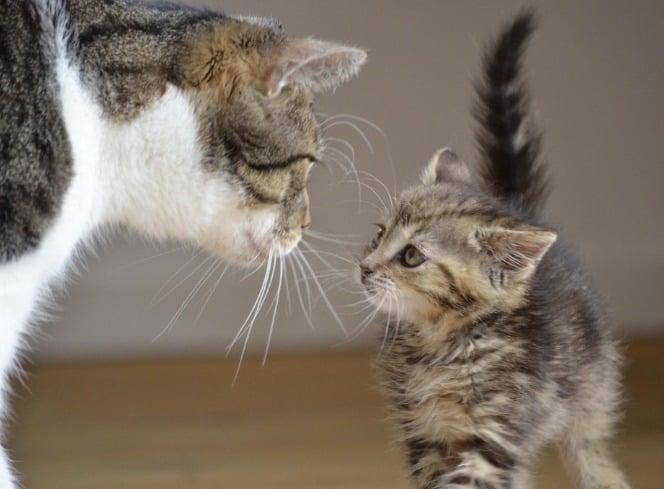How to Introduce a Kitten to an Older Cat