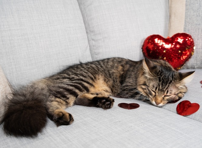 5 Purrfect Ways to Spend Valentine's Day With Your Cat