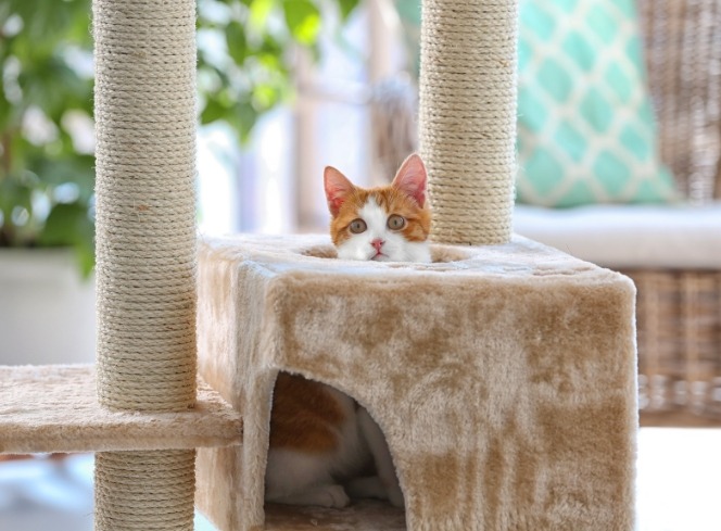 How To Keep Your Indoor Cat Active and Happy