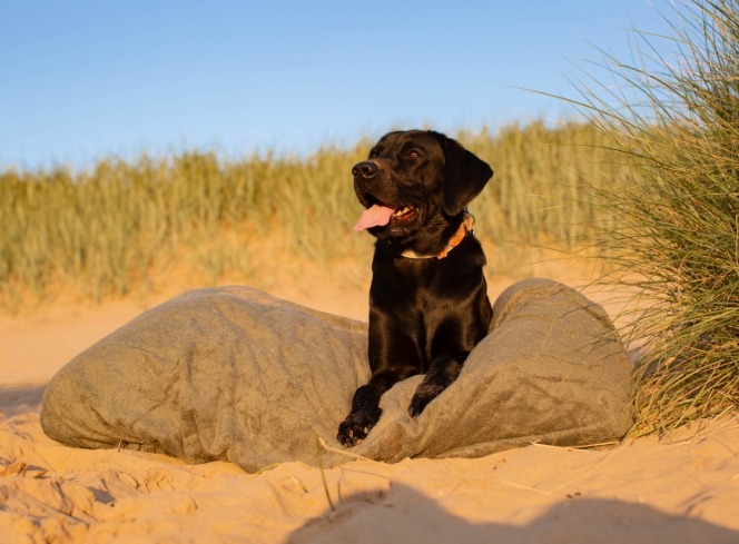Understanding Your Dog's Body Language