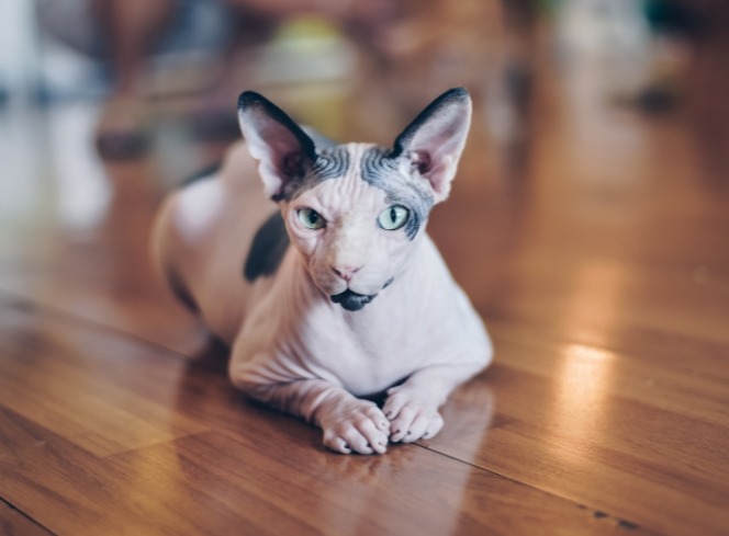 The History of Cat Breeds: Ancient Egypt to Modern Times