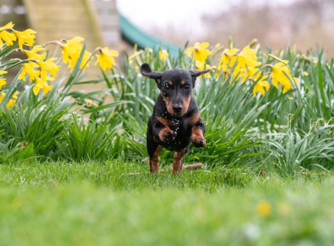 Puppy-Proofing Your Back Yard