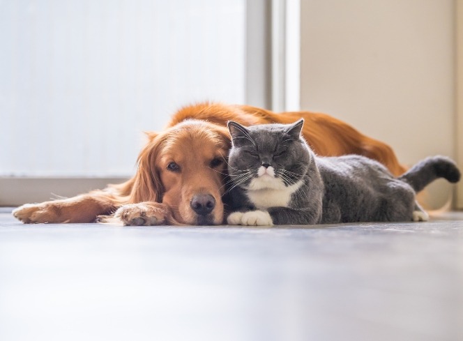 Understanding Pet Separation Anxiety