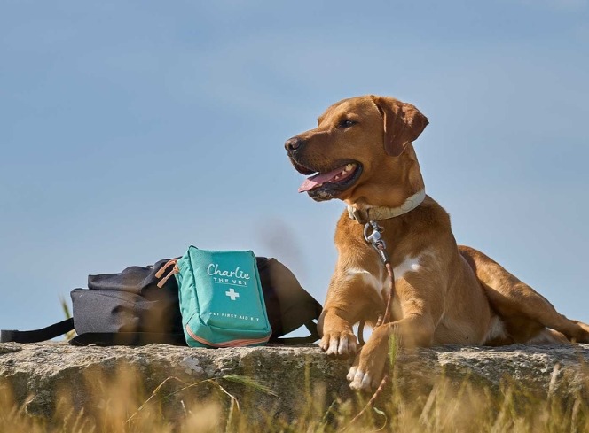 Basic Doggy First Aid Every Dog Owner Should Know