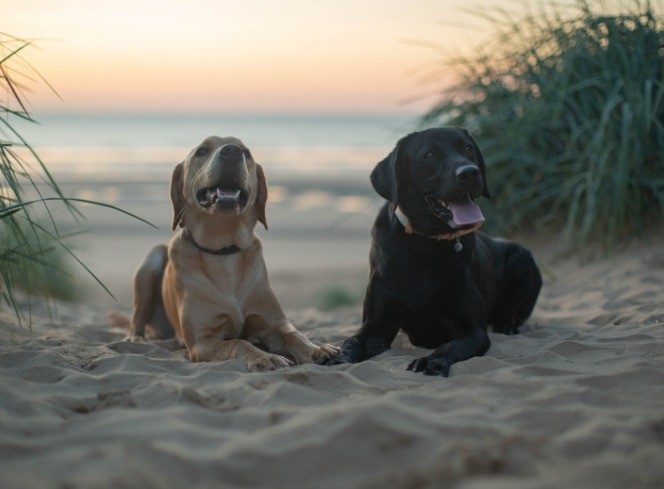 The Importance Of Socialisation For Dogs