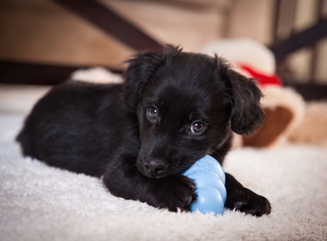 Do Puppies Get the Terrible Twos? 