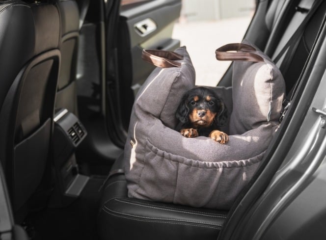 Bringing Home a Puppy: The All-in-One Guide for a Successful First Week