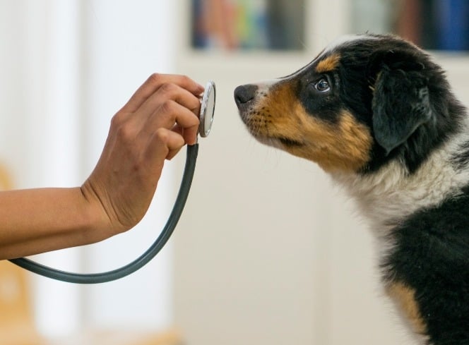 Your Puppy’s First Vet Visit: Everything You Need to Know and Bring