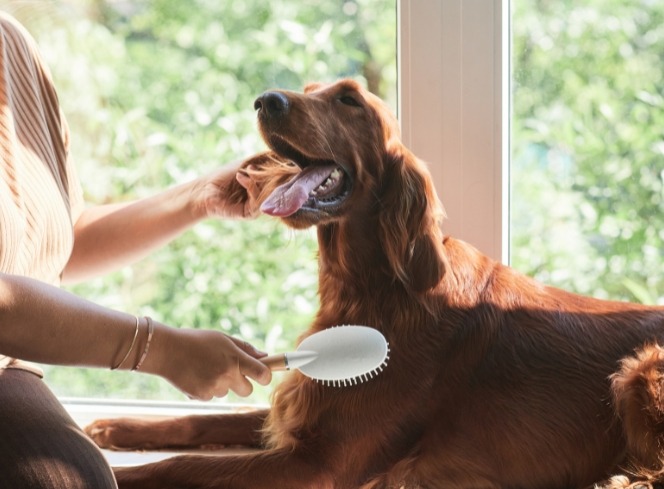How to Choose the Best Brush for Your Dog: A Guide for Every Coat Type
