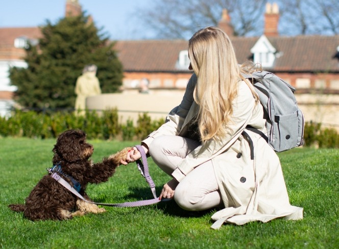 Understanding Dog Park Etiquette as a New Dog Parent