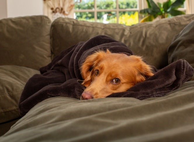 Bringing Home Your Rescue Dog: How To Prepare