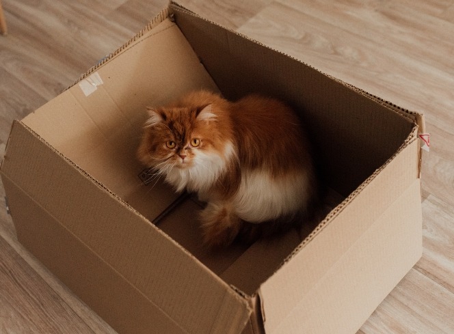 Cats and Cardboard Boxes – 5 DIY Craft Ideas Your Cat Will Love