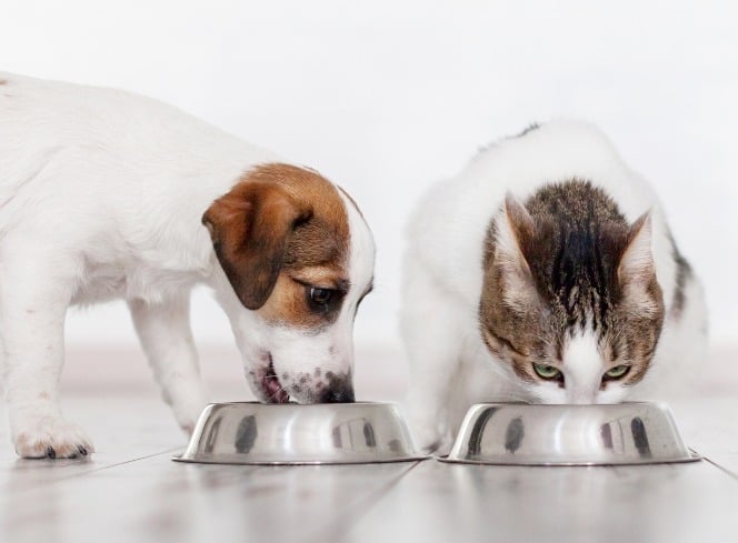A Step-by-Step Guide to Switching Your Pet’s Food: Tips for Both Dogs and Cats