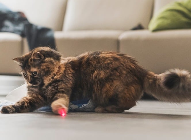 Decoding Cats and Their Midnight Zoomies