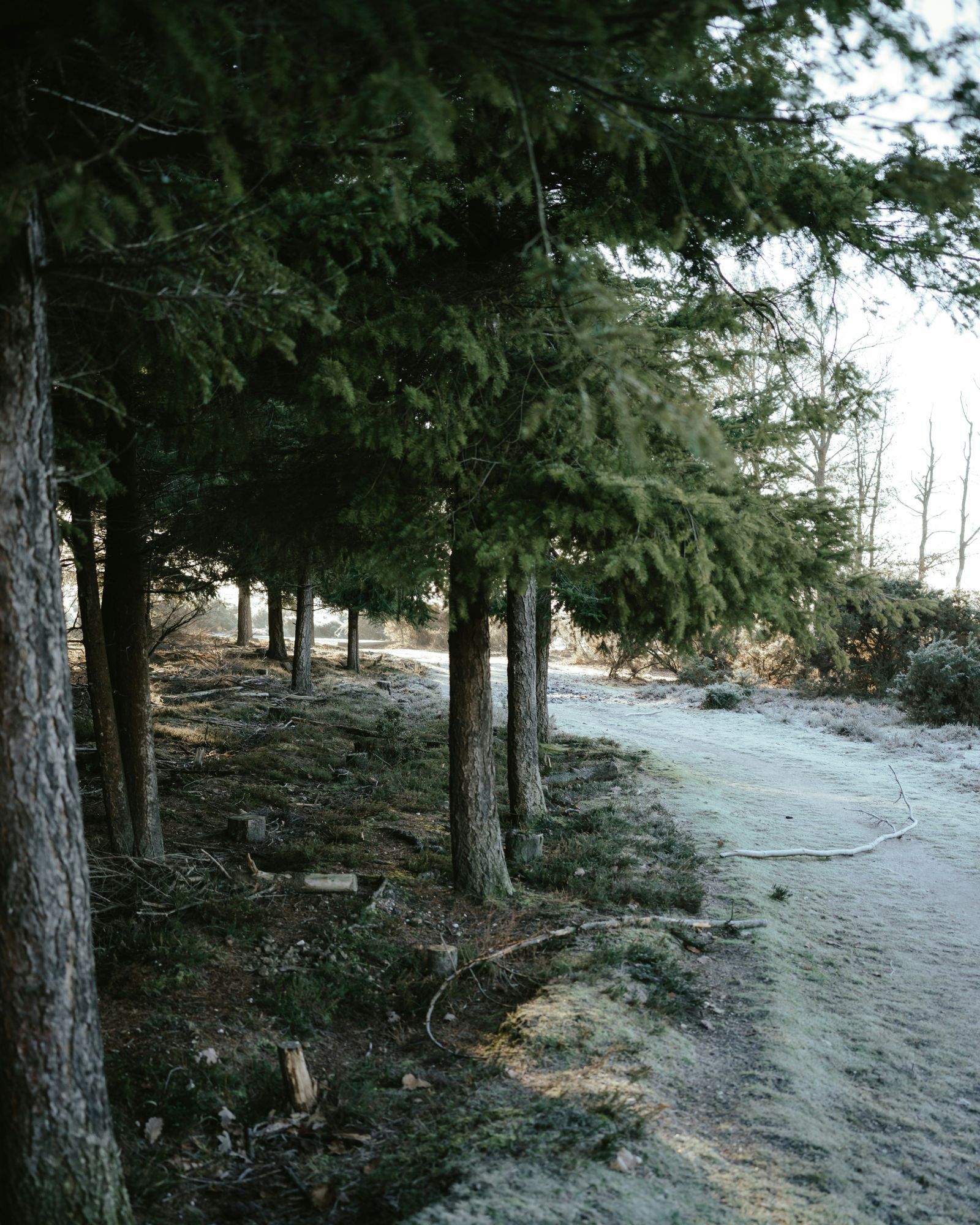 Juniper & Fir - Desktop.jpg