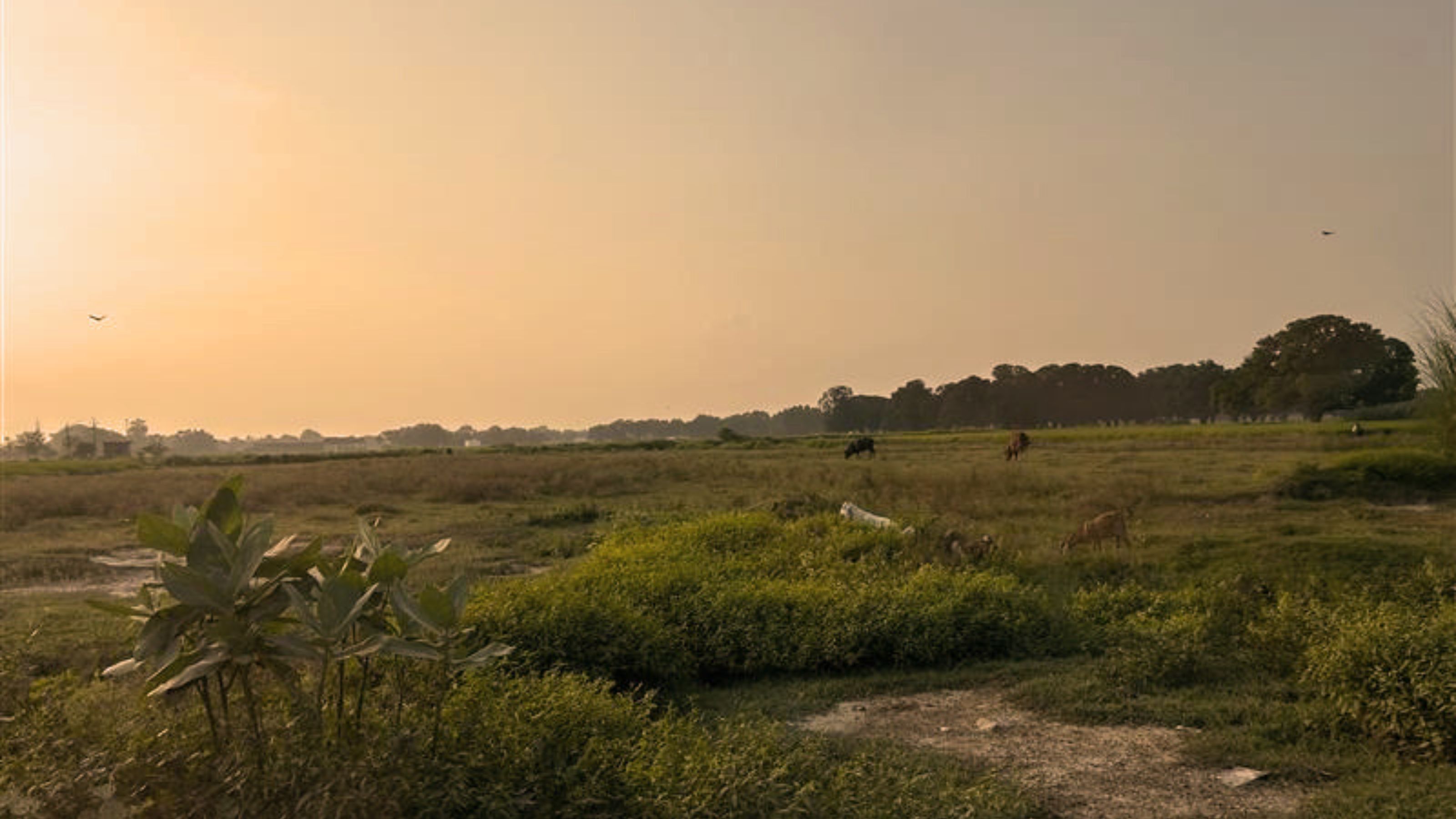 Cardamom & Amber - Desktop.jpg